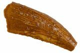 Serrated Raptor Tooth - Real Dinosaur Tooth #305494-1